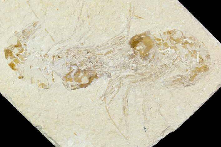 Two Cretaceous Fossil Shrimp - Lebanon #107553
